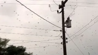 Fenomen spectaculos: In Brazilia ploua cu paianjeni! (VIDEO)
