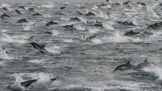 Eveniment rar intalnit: Un grup de 100.000 de delfini a fost surprins in apele din Pacific (VIDEO)