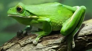 Hranirea brotacului lui White