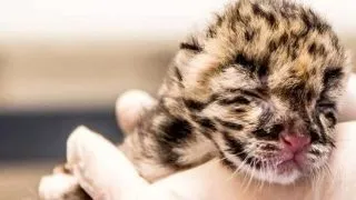 Eveniment rar: La Gradina Zoologica din Virginia au venit pe lume doi pui de leoparzi patati! (FOTO)