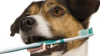 Simptomele afectiunilor gingivale la caini