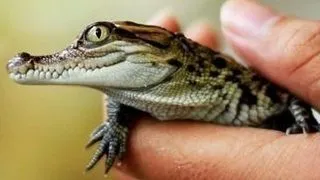 19 pui de crocodili siamezi au fost eliberati in mlastinile din Lao (FOTO)
