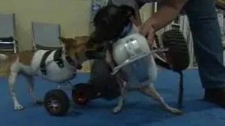 2 catei care merg cu ajutorul unor roti (VIDEO)