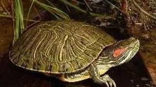 Broasca testoasa de Florida