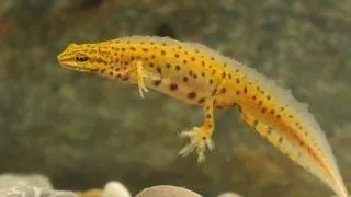 Tritonul comun