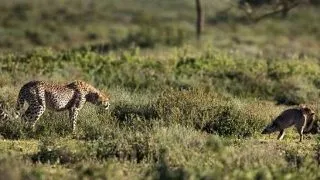 O femela ghepard, fugarita de o... vulpe! (FOTO)