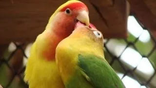 Agapornis - stabilirea sexului