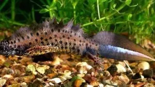 Tritonul dobrogean