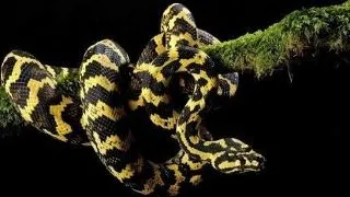 Morelia spilota cheynei