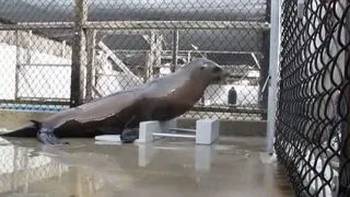 Ronan, un leu de mare, este primul animal care simte ritmul si danseaza! (VIDEO)