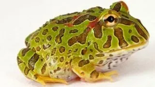 Broasca Pacman (Ceratophrys ornata)