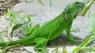 Lucruri interesante despre iguana