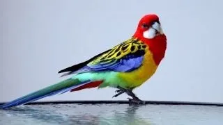 Rosella Papagal