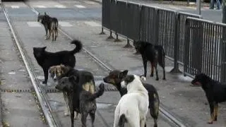 Problema cainilor fara stapan pare sa ii intereseze tot mai mult pe edilii nostri