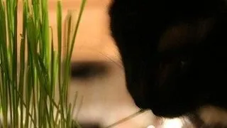 Cum sa ii oferi un "spatiu verde" pisicii tale