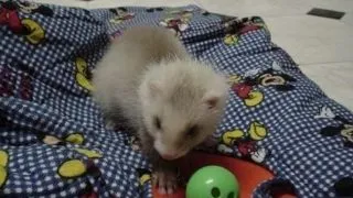 Ingrijirea dihorului ca animal de companie