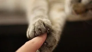 Pisica are labele umflate: cauze si tratament