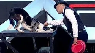 Si patrupedele au talent!