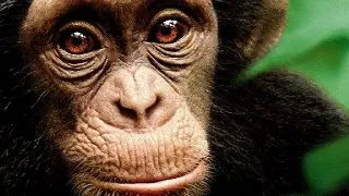 10 lucruri pe care ar trebui sa le stii despre cimpanzei