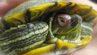 Carapacea moale la broasca testoasa