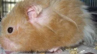 De ce cade blana hamsterului