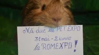 A fost desemnata Mascota PetExpo 2013