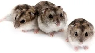 Hamsterul pitic rusesc Campbell