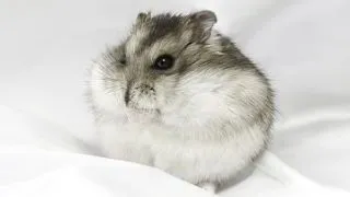 Hamsterul alb de iarna