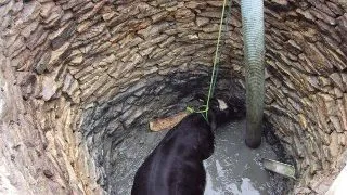 Operatiune de salvare a unei vaci, incheiata cu succes