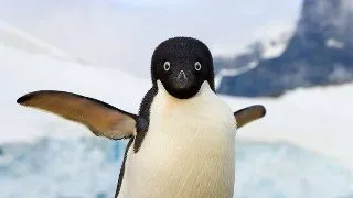 De ce nu mai zboara pinguinii