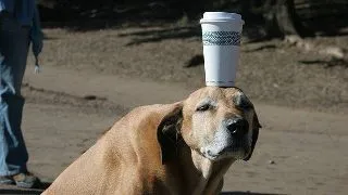 Ce alimente trebuie sa eviti sa dai cainelui