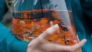 Transportul pestilor de acvariu in conditii de siguranta