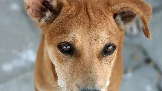 Bucurestenii nu vor fi amendati daca hranesc cainii comunitari, dar sunt obligati sa-si sterilizeze propriile animale