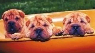 Expozitia  Shar-Pei of Romania