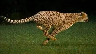 Top 7 cele mai rapide animale din lume
