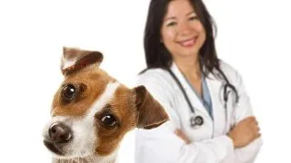 Top 10 motive pentru care sa-ti sterilizezi cainele