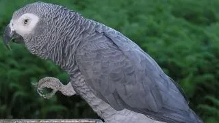 Jako - papagalul gri african