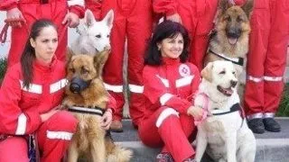 Cainii salvatori ai Romaniei, antrenati de oameni obisnuiti
