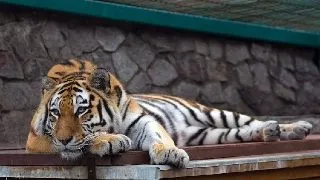 Administratorul unei gradini zoologice, iubit si mangaiat de animalele salbatice (VIDEO)