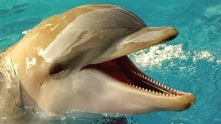 Delfinii, primele animale cu care omul ar putea comunica