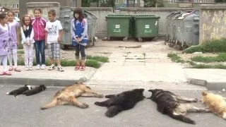 Caini otraviti si gasiti morti de copii in Motru