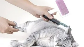10 motive pentru care sa-ti periezi pisica
