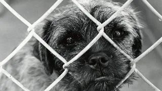 De ce sa adoptam un animal fara stapan