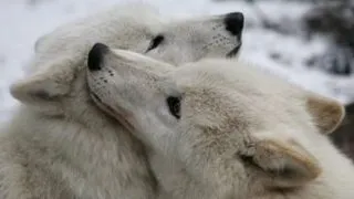 Top 6 animale care se imperecheaza pe viata