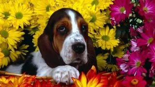 Top 7 plante care cresc in gradini si sunt otravitoare pentru animale