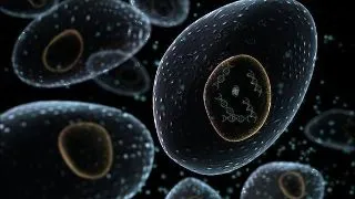 Inginerie genetica: organe pentru transplant uman dezvoltate pe animale