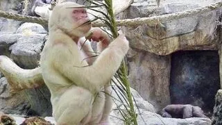 Top 5 cele mai renumite animale albinoase