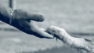 Cum sa trecem peste disparitia unui animal de companie