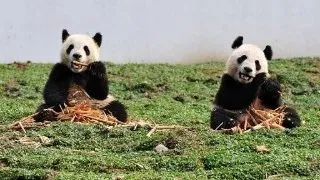 Prima pereche de panda gemeni din acest an s-a nascut in China