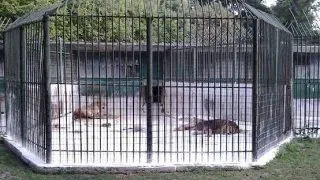 Zoo Craiova (update): administratorul si tehnicianul veterinar vinovati de moartea puilor de leu vor fi concediati